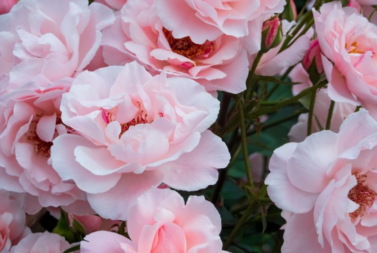 blog-1o0OjZkWM_5a4xmA6bhmaAwSB_XD0vj7K8XLby1FSToo